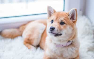 Dogsitting 101: More Than Just Watching Pets
