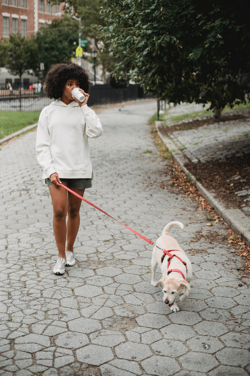 walking dog