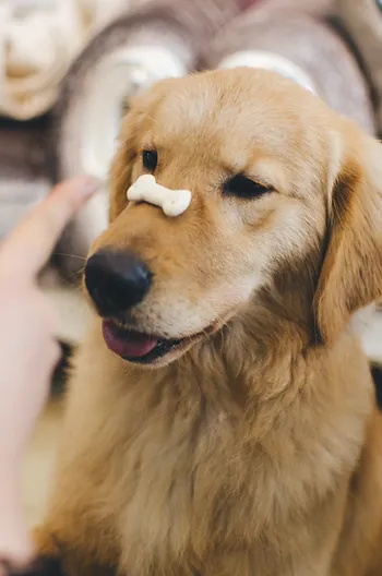 Best Dog Training Treats to Unleash Your Pup's Potential