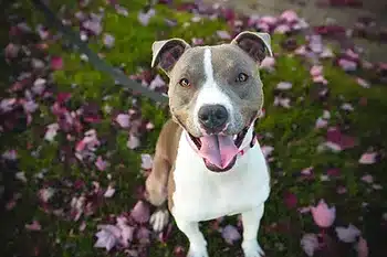 Unleashing the 10 Best Dog Breeds for Your Family