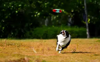 Top Dog Park Features for Ultimate Canine Fun