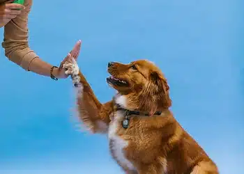 Superior Dog Training in Arlington, Virginia