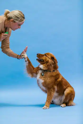 Superior Dog Training in Arlington, Virginia