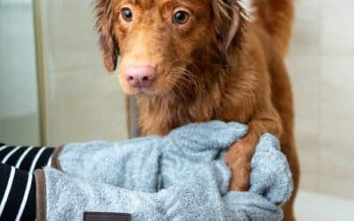 Snouts & Stouts: Best Self Service Dog Bath in Arlington Virginia