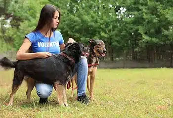From Woofs to Wags | Expert Tips on How to Introduce Dogs Successfully