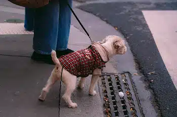 Leash Training A Dog: Tips and Tricks for a Well-Behaved Pup