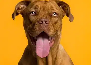 Pawsome Places to Dine | 10 Dog Friendly Restaurants in Virginia You Need to Try