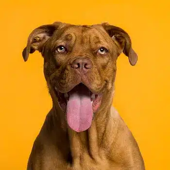 Pawsome Places to Dine | 10 Dog Friendly Restaurants in Virginia You Need to Try