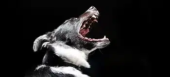 Silence is Golden | How to Stop Dog Barking in Seconds