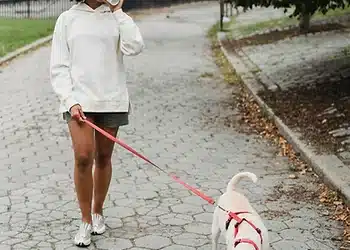 10 Fun Things to Do with Dogs in the DMV
