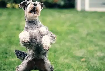 5 Homemade & Healthy Dog Treats Your Pup Will Love!