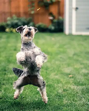 5 Homemade & Healthy Dog Treats Your Pup Will Love!