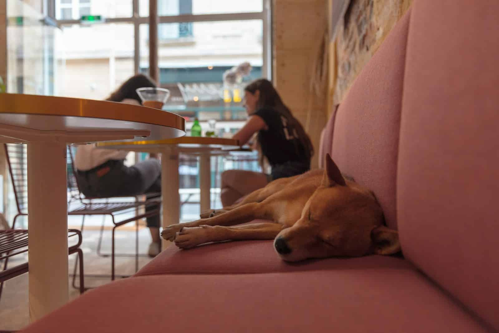 dog lying on sofa dog cafe in arlington virginia