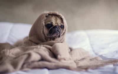 Dog Eye Infection 101: From Symptoms to Solutions