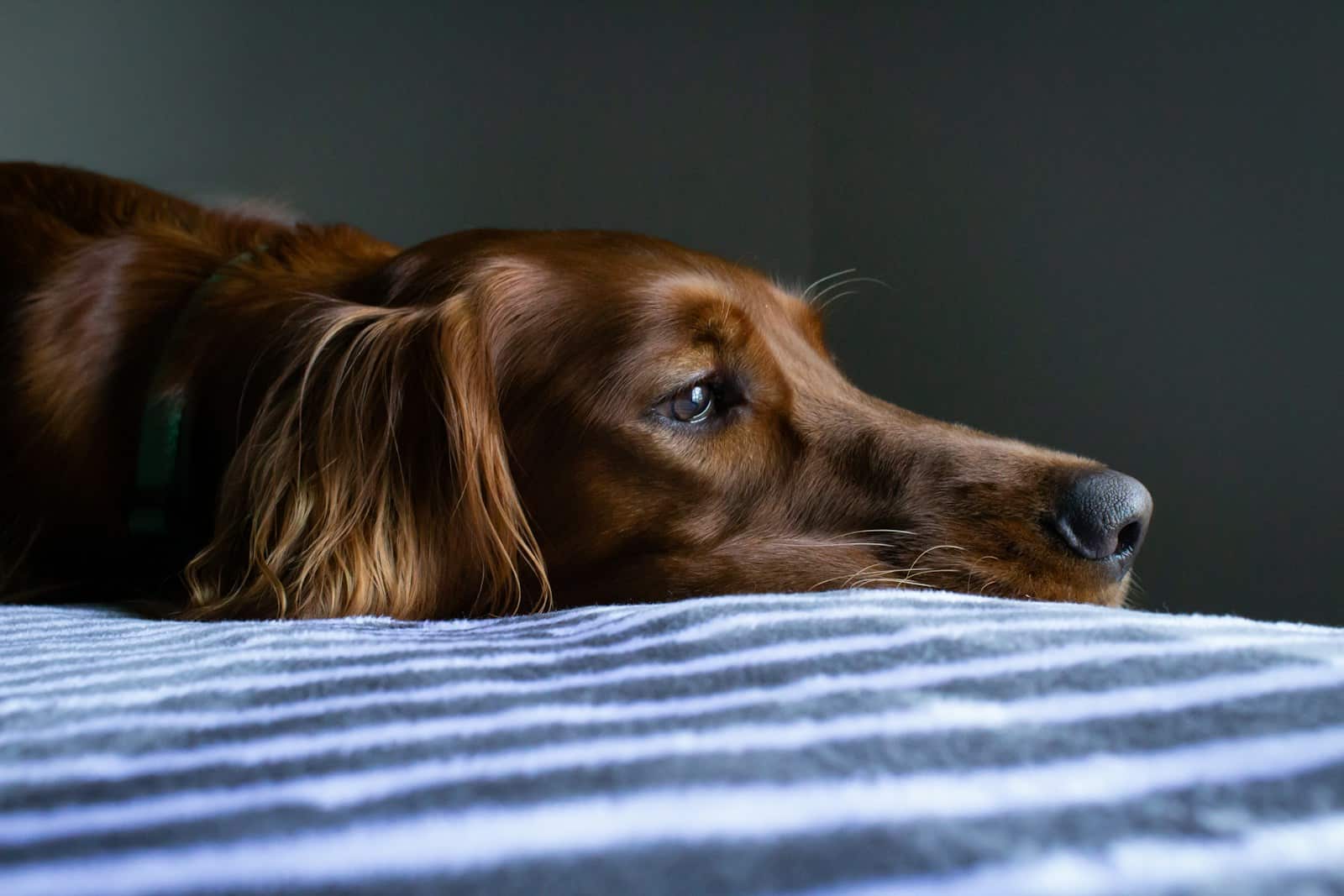 worms in dog poop