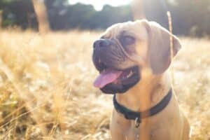 fi dog collar