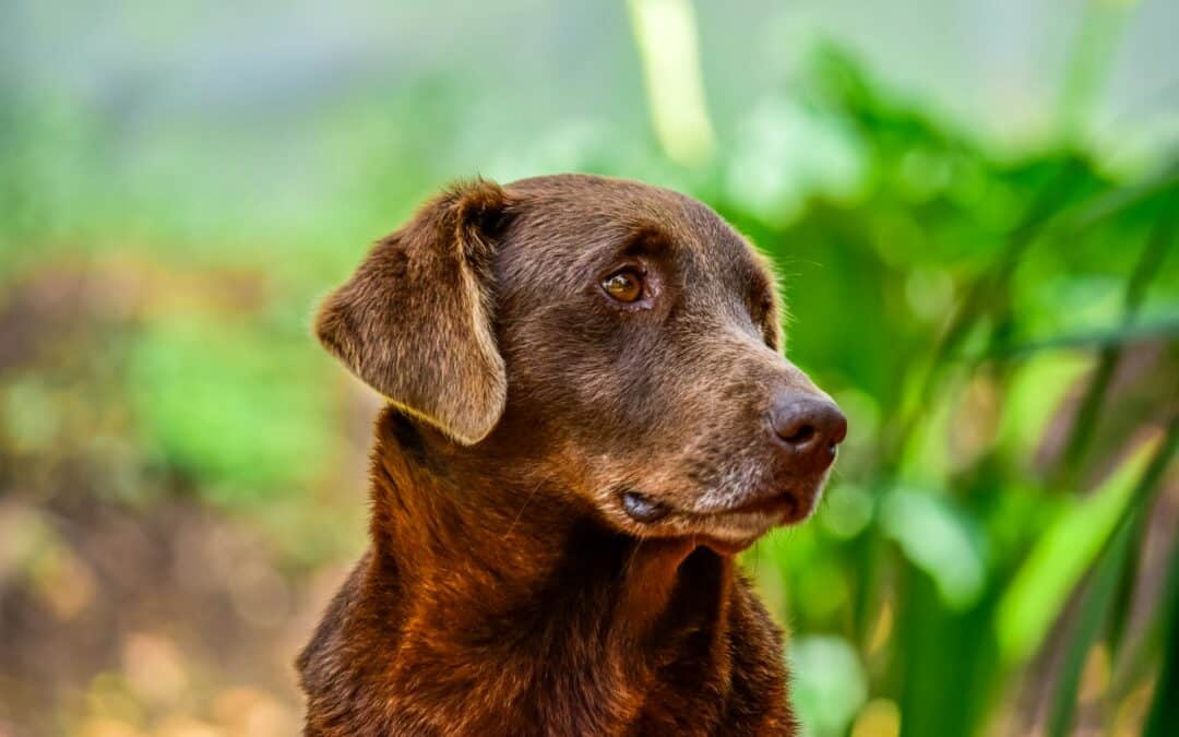 Fighting Dry Skin On Dogs and Nurturing Happy Skin: Home Remedies, Diet And More on