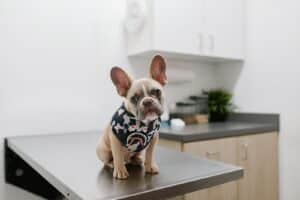 white and black short coated dog wearing white and black polka dot shirt