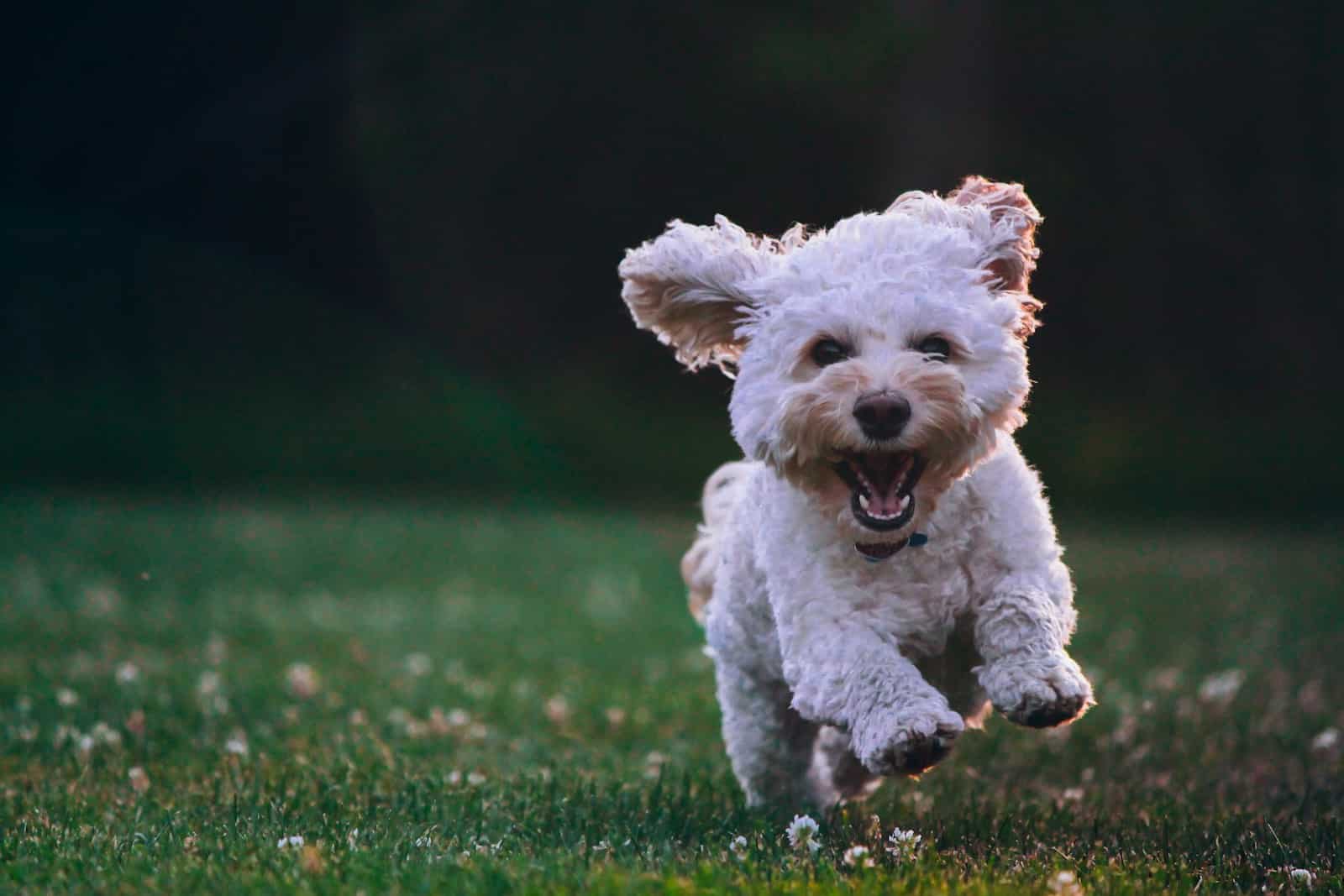 dog parks in Arlington Virginia