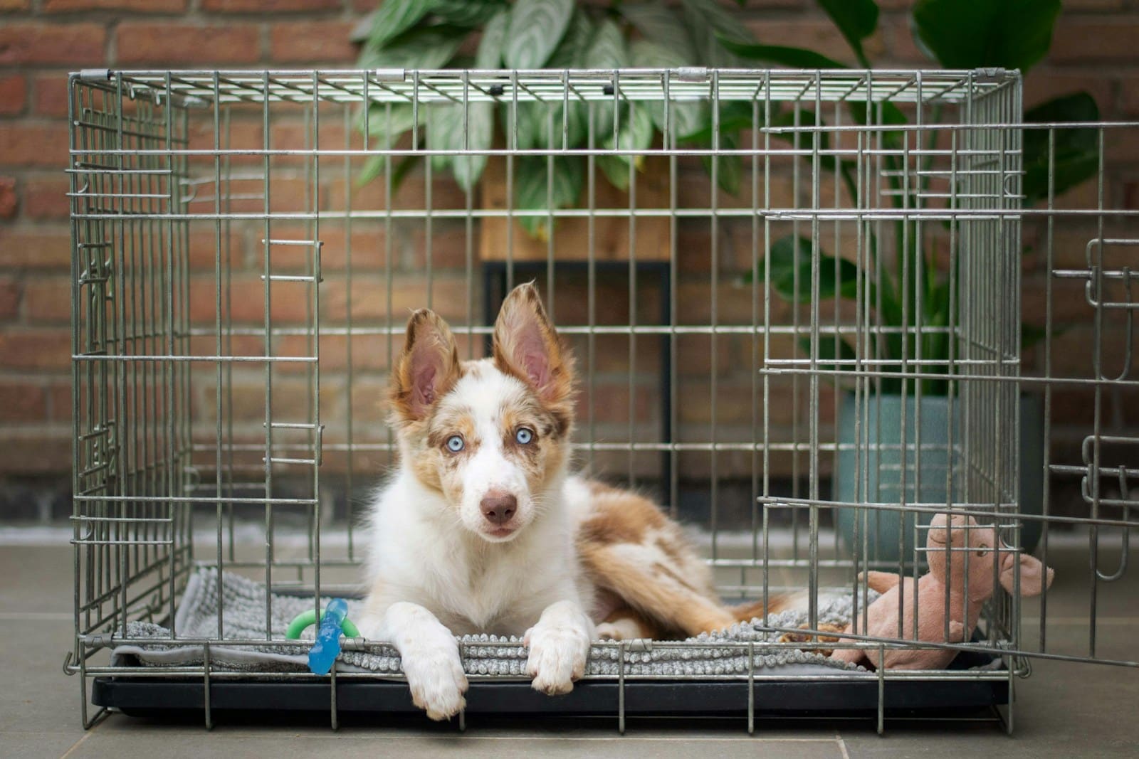 how do dogs get kennel cough