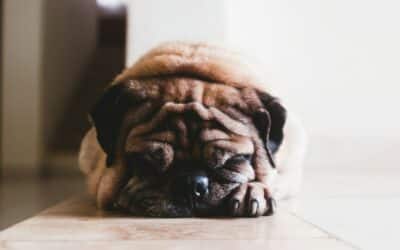 Dog Canine Respiratory Disease 101: Protecting Your Incredible Fur Baby