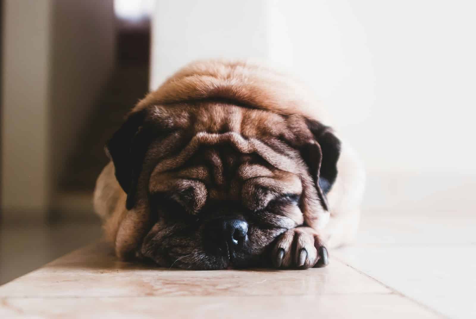 dog canine respiratory disease