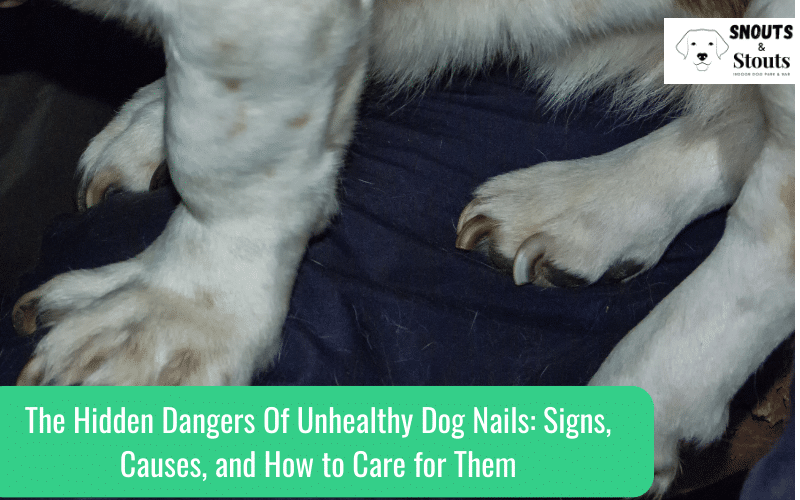 unhealthy dog nails