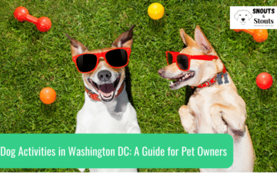 Fun Engaging Dog Activities in Washington DC: A Guide for Pet Owners