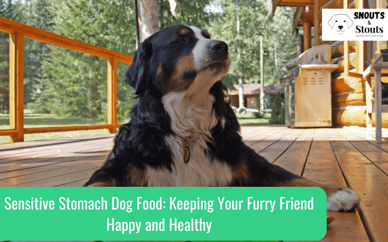 sensitive stomach dog food