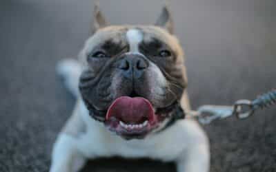 How Hot Is Too Hot For Dogs? Keeping Pets Safe in Heat