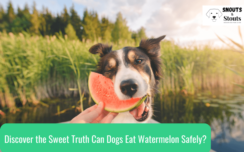 Discover the Sweet Truth Can Dogs Eat Watermelon Safely?