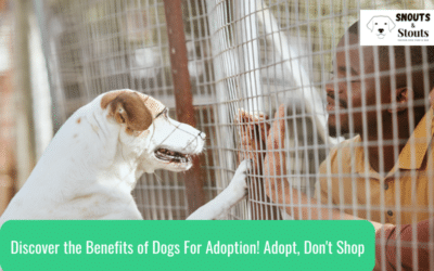 Discover the Benefits of Dogs For Adoption!  Adopt, Don’t Shop