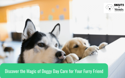 Discover the Magic of Doggy Day Care for Your Furry Friend