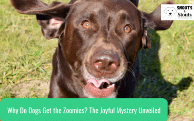 Why Do Dogs Get the Zoomies? The Joyful Mystery Unveiled