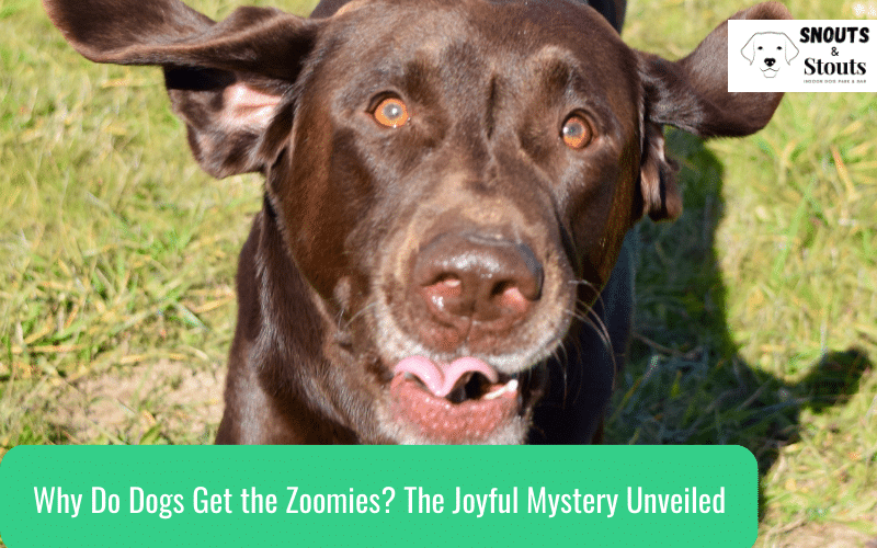 why do dogs get the zoomies