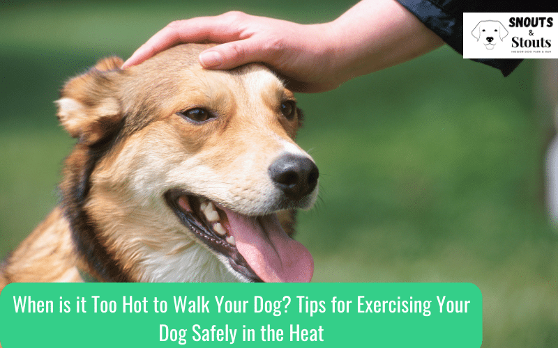 when is it too hot to walk your dog