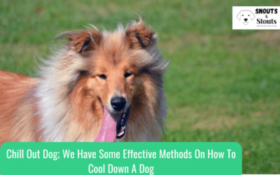 How To Cool Down A Dog: Chill Out Dog; We Have Some Effective Methods