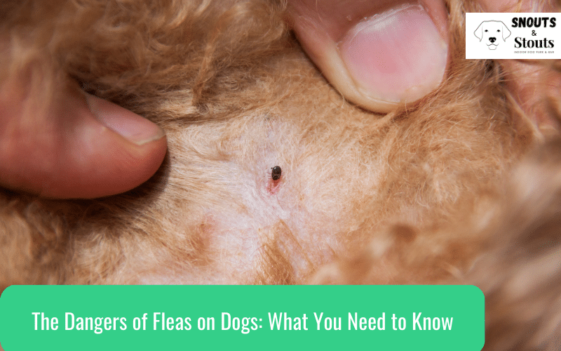 fleas on dogs
