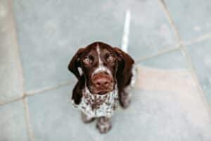 A brown and white dog sitting on the floor