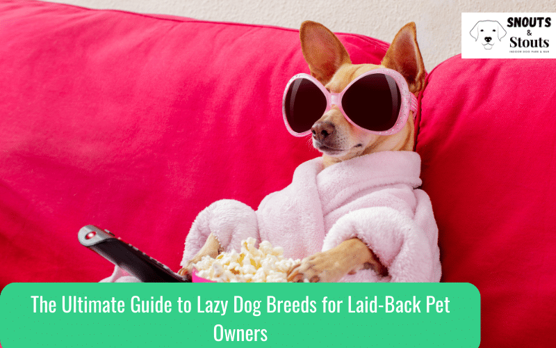 lazy dog breeds