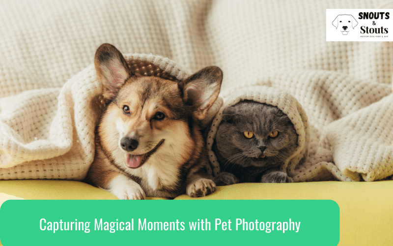 Capturing Magical Moments with Pet Photography