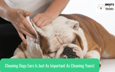 Cleaning Dogs Ears Is Just As Important As Cleaning Yours!