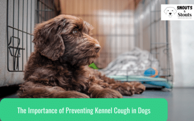 The Importance of Preventing Kennel Cough in Dogs