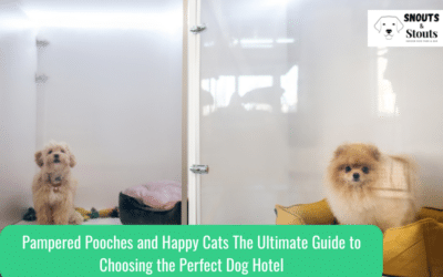 Pampered Pooches and Happy Cats The Ultimate Guide to Choosing the Perfect Dog Hotel