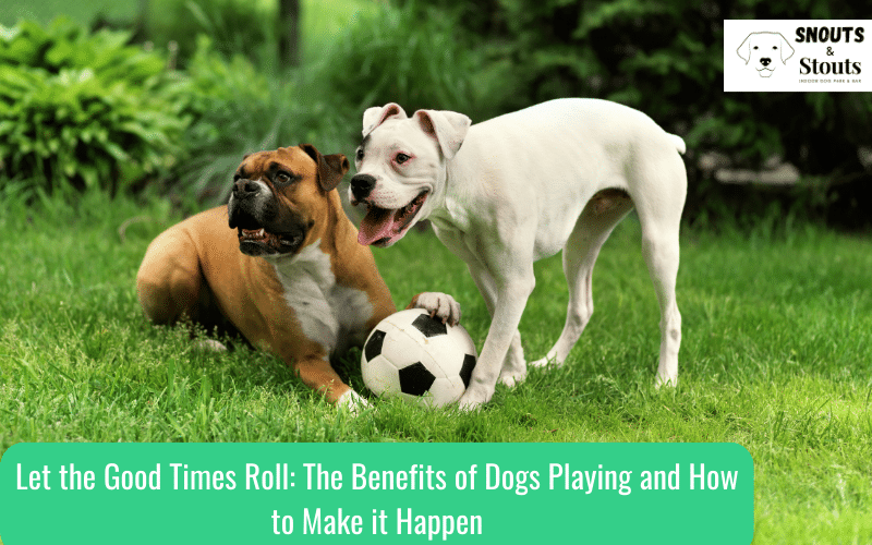 dogs playing