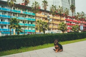 black and tan Rottweiler near plants