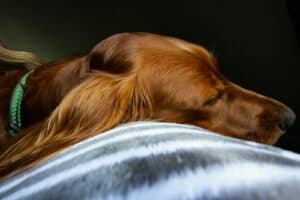 brown dog