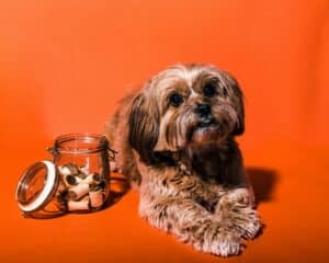 brown and white long coated small dog on red textile