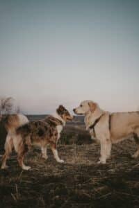 a couple of dogs standing on top of a dry grass field