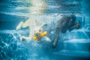 white horse in water during daytime